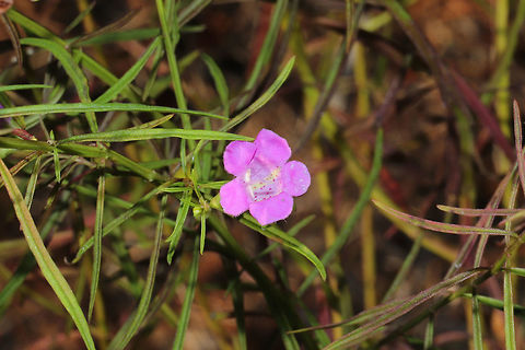Purple False Foxglove (Agalinis purpurea) Growing in a meadowy clearing near a wetland habitat/forested trail. 
https://www.jungledragon.com/image/85244/purple_false_foxglove_agalinis_purpurea.html Agalinis purpurea,Fall,Geotagged,Purple False Foxglove,United States