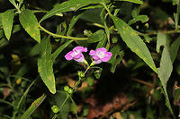 Purple False Foxglove (Agalinis purpurea) Growing in a meadowy clearing near a wetland habitat/forested trail. <br />
https://www.jungledragon.com/image/85243/purple_false_foxglove_agalinis_purpurea.html Agalinis purpurea,Fall,Geotagged,Purple False Foxglove,United States