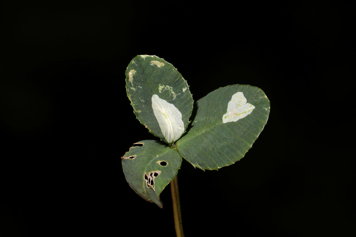 Porphyrosela minuta Leaf mines on Clover (Trifolium sp.) at a meadowy clearing near a wetland habitat/forested trail Fall,Geotagged,Porphyrosela minuta,United States