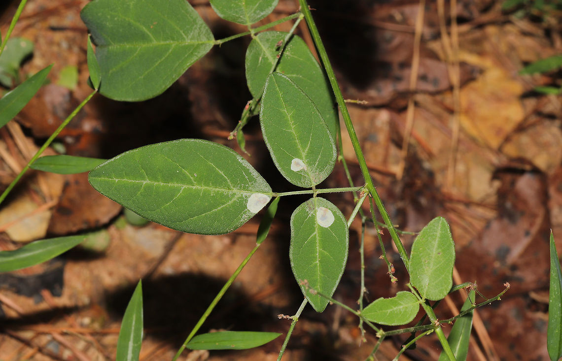 Phyllonorycter aberrans Leaf mines on Desmodium sp. at the edge of a dense mixed forest. Fall,Geotagged,Phyllonorycter aberrans,United States