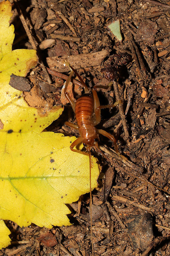 Carolina Leafroller Cricket (Camptonotus carolinensis) On Smilax sp. on a wooded trail. <br />
I saw a rolled Greenbriar leaf on our hike and decided to investigate. I was startled and surprised to find a cricket within! Yes, I was so startled that I dropped the cricket! Luckily, I was able to grab a few shots!<br />
<br />
The Carolina Leafroller Cricket is the only species within the Camptonotus genus. During the day, it builds retreats in leaves by rolling them and securing them with silk spun from special glands in its mouth. It becomes active at night, and it typically preys on aphids.<br />
<br />
<figure class="photo"><a href="https://www.jungledragon.com/image/85372/carolina_leafroller_cricket_camptonotus_carolinensis.html" title="Carolina Leafroller Cricket (Camptonotus carolinensis)"><img src="https://s3.amazonaws.com/media.jungledragon.com/images/3231/85372_thumb.jpg?AWSAccessKeyId=05GMT0V3GWVNE7GGM1R2&Expires=1767225610&Signature=izQFL8POXtD1q%2FuooMvfmK1AzgQ%3D" width="200" height="134" alt="Carolina Leafroller Cricket (Camptonotus carolinensis) On Smilax sp. on a wooded trail.<br />
I saw a rolled Greenbriar leaf on our hike and decided to investigate. I was startled and surprised to find a cricket within! Yes, I was so startled that I dropped the cricket! Luckily, I was able to grab a few shots! <br />
<br />
The Carolina Leafroller Cricket is the only species within the Camptonotus genus. During the day, it builds retreats in leaves by rolling them and securing them with silk spun from special glands in its mouth. It becomes active at night, and it typically preys on aphids.<br />
<br />
https://www.jungledragon.com/image/85371/carolina_leafroller_cricket_camptonotus_carolinensis.html<br />
https://www.jungledragon.com/image/85370/carolina_leafroller_cricket_camptonotus_carolinensis.html Camptonotus carolinensis,Fall,Geotagged,United States" /></a></figure><br />
<figure class="photo"><a href="https://www.jungledragon.com/image/85371/carolina_leafroller_cricket_camptonotus_carolinensis.html" title="Carolina Leafroller Cricket (Camptonotus carolinensis)"><img src="https://s3.amazonaws.com/media.jungledragon.com/images/3231/85371_thumb.jpg?AWSAccessKeyId=05GMT0V3GWVNE7GGM1R2&Expires=1767225610&Signature=gVOtCXO2VgGbYDqXC3oA8V4%2F2d8%3D" width="102" height="152" alt="Carolina Leafroller Cricket (Camptonotus carolinensis) On Smilax sp. on a wooded trail.<br />
I saw a rolled Greenbriar leaf on our hike and decided to investigate. I was startled and surprised to find a cricket within! Yes, I was so startled that I dropped the cricket! Luckily, I was able to grab a few shots! <br />
<br />
The Carolina Leafroller Cricket is the only species within the Camptonotus genus. During the day, it builds retreats in leaves by rolling them and securing them with silk spun from special glands in its mouth. It becomes active at night, and it typically preys on aphids.<br />
<br />
P.S. Yup, there are Marmara smilacisella leaf mines on this leaf too!<br />
https://www.jungledragon.com/image/85372/carolina_leafroller_cricket_camptonotus_carolinensis.html<br />
https://www.jungledragon.com/image/85370/carolina_leafroller_cricket_camptonotus_carolinensis.html Camptonotus carolinensis,Fall,Geotagged,United States" /></a></figure><br />
<br />
Also, check out the antennae length in the 2nd shot here:<br />
<a href="https://www.inaturalist.org/observations/34010910" rel="nofollow">https://www.inaturalist.org/observations/34010910</a> Camptonotus carolinensis,Fall,Geotagged,United States