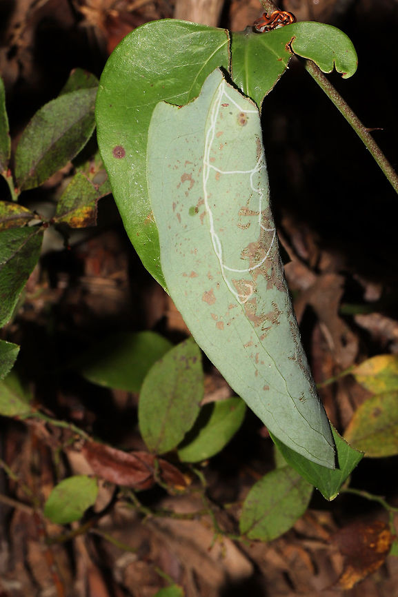 Carolina Leafroller Cricket (Camptonotus carolinensis) On Smilax sp. on a wooded trail.<br />
I saw a rolled Greenbriar leaf on our hike and decided to investigate. I was startled and surprised to find a cricket within! Yes, I was so startled that I dropped the cricket! Luckily, I was able to grab a few shots! <br />
<br />
The Carolina Leafroller Cricket is the only species within the Camptonotus genus. During the day, it builds retreats in leaves by rolling them and securing them with silk spun from special glands in its mouth. It becomes active at night, and it typically preys on aphids.<br />
<br />
P.S. Yup, there are Marmara smilacisella leaf mines on this leaf too!<br />
<figure class="photo"><a href="https://www.jungledragon.com/image/85372/carolina_leafroller_cricket_camptonotus_carolinensis.html" title="Carolina Leafroller Cricket (Camptonotus carolinensis)"><img src="https://s3.amazonaws.com/media.jungledragon.com/images/3231/85372_thumb.jpg?AWSAccessKeyId=05GMT0V3GWVNE7GGM1R2&Expires=1767225610&Signature=izQFL8POXtD1q%2FuooMvfmK1AzgQ%3D" width="200" height="134" alt="Carolina Leafroller Cricket (Camptonotus carolinensis) On Smilax sp. on a wooded trail.<br />
I saw a rolled Greenbriar leaf on our hike and decided to investigate. I was startled and surprised to find a cricket within! Yes, I was so startled that I dropped the cricket! Luckily, I was able to grab a few shots! <br />
<br />
The Carolina Leafroller Cricket is the only species within the Camptonotus genus. During the day, it builds retreats in leaves by rolling them and securing them with silk spun from special glands in its mouth. It becomes active at night, and it typically preys on aphids.<br />
<br />
https://www.jungledragon.com/image/85371/carolina_leafroller_cricket_camptonotus_carolinensis.html<br />
https://www.jungledragon.com/image/85370/carolina_leafroller_cricket_camptonotus_carolinensis.html Camptonotus carolinensis,Fall,Geotagged,United States" /></a></figure><br />
<figure class="photo"><a href="https://www.jungledragon.com/image/85370/carolina_leafroller_cricket_camptonotus_carolinensis.html" title="Carolina Leafroller Cricket (Camptonotus carolinensis)"><img src="https://s3.amazonaws.com/media.jungledragon.com/images/3231/85370_thumb.jpg?AWSAccessKeyId=05GMT0V3GWVNE7GGM1R2&Expires=1767225610&Signature=1YIm50HZo3x6u07V7VJSxQWfq5U%3D" width="102" height="152" alt="Carolina Leafroller Cricket (Camptonotus carolinensis) On Smilax sp. on a wooded trail. <br />
I saw a rolled Greenbriar leaf on our hike and decided to investigate. I was startled and surprised to find a cricket within! Yes, I was so startled that I dropped the cricket! Luckily, I was able to grab a few shots!<br />
<br />
The Carolina Leafroller Cricket is the only species within the Camptonotus genus. During the day, it builds retreats in leaves by rolling them and securing them with silk spun from special glands in its mouth. It becomes active at night, and it typically preys on aphids.<br />
<br />
https://www.jungledragon.com/image/85372/carolina_leafroller_cricket_camptonotus_carolinensis.html<br />
https://www.jungledragon.com/image/85371/carolina_leafroller_cricket_camptonotus_carolinensis.html<br />
<br />
Also, check out the antennae length in the 2nd shot here:<br />
https://www.inaturalist.org/observations/34010910 Camptonotus carolinensis,Fall,Geotagged,United States" /></a></figure> Camptonotus carolinensis,Fall,Geotagged,United States