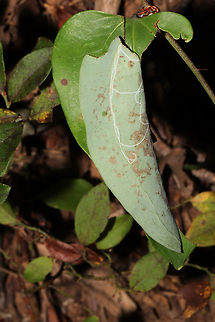 Carolina Leafroller Cricket (Camptonotus carolinensis) On Smilax sp. on a wooded trail.
I saw a rolled Greenbriar leaf on our hike and decided to investigate. I was startled and surprised to find a cricket within! Yes, I was so startled that I dropped the cricket! Luckily, I was able to grab a few shots! 

The Carolina Leafroller Cricket is the only species within the Camptonotus genus. During the day, it builds retreats in leaves by rolling them and securing them with silk spun from special glands in its mouth. It becomes active at night, and it typically preys on aphids.

P.S. Yup, there are Marmara smilacisella leaf mines on this leaf too!
https://www.jungledragon.com/image/85372/carolina_leafroller_cricket_camptonotus_carolinensis.html
https://www.jungledragon.com/image/85370/carolina_leafroller_cricket_camptonotus_carolinensis.html Camptonotus carolinensis,Fall,Geotagged,United States