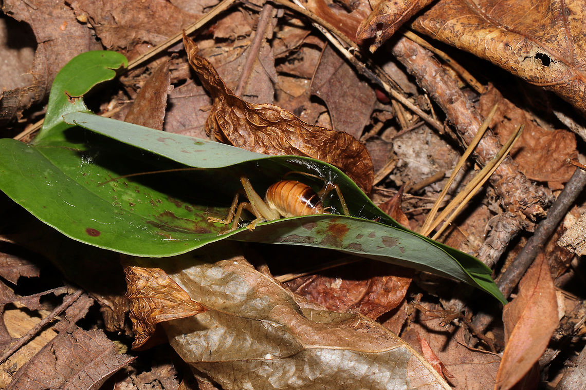 Carolina Leafroller Cricket (Camptonotus carolinensis) On Smilax sp. on a wooded trail.<br />
I saw a rolled Greenbriar leaf on our hike and decided to investigate. I was startled and surprised to find a cricket within! Yes, I was so startled that I dropped the cricket! Luckily, I was able to grab a few shots! <br />
<br />
The Carolina Leafroller Cricket is the only species within the Camptonotus genus. During the day, it builds retreats in leaves by rolling them and securing them with silk spun from special glands in its mouth. It becomes active at night, and it typically preys on aphids.<br />
<br />
<figure class="photo"><a href="https://www.jungledragon.com/image/85371/carolina_leafroller_cricket_camptonotus_carolinensis.html" title="Carolina Leafroller Cricket (Camptonotus carolinensis)"><img src="https://s3.amazonaws.com/media.jungledragon.com/images/3231/85371_thumb.jpg?AWSAccessKeyId=05GMT0V3GWVNE7GGM1R2&Expires=1767225610&Signature=gVOtCXO2VgGbYDqXC3oA8V4%2F2d8%3D" width="102" height="152" alt="Carolina Leafroller Cricket (Camptonotus carolinensis) On Smilax sp. on a wooded trail.<br />
I saw a rolled Greenbriar leaf on our hike and decided to investigate. I was startled and surprised to find a cricket within! Yes, I was so startled that I dropped the cricket! Luckily, I was able to grab a few shots! <br />
<br />
The Carolina Leafroller Cricket is the only species within the Camptonotus genus. During the day, it builds retreats in leaves by rolling them and securing them with silk spun from special glands in its mouth. It becomes active at night, and it typically preys on aphids.<br />
<br />
P.S. Yup, there are Marmara smilacisella leaf mines on this leaf too!<br />
https://www.jungledragon.com/image/85372/carolina_leafroller_cricket_camptonotus_carolinensis.html<br />
https://www.jungledragon.com/image/85370/carolina_leafroller_cricket_camptonotus_carolinensis.html Camptonotus carolinensis,Fall,Geotagged,United States" /></a></figure><br />
<figure class="photo"><a href="https://www.jungledragon.com/image/85370/carolina_leafroller_cricket_camptonotus_carolinensis.html" title="Carolina Leafroller Cricket (Camptonotus carolinensis)"><img src="https://s3.amazonaws.com/media.jungledragon.com/images/3231/85370_thumb.jpg?AWSAccessKeyId=05GMT0V3GWVNE7GGM1R2&Expires=1767225610&Signature=1YIm50HZo3x6u07V7VJSxQWfq5U%3D" width="102" height="152" alt="Carolina Leafroller Cricket (Camptonotus carolinensis) On Smilax sp. on a wooded trail. <br />
I saw a rolled Greenbriar leaf on our hike and decided to investigate. I was startled and surprised to find a cricket within! Yes, I was so startled that I dropped the cricket! Luckily, I was able to grab a few shots!<br />
<br />
The Carolina Leafroller Cricket is the only species within the Camptonotus genus. During the day, it builds retreats in leaves by rolling them and securing them with silk spun from special glands in its mouth. It becomes active at night, and it typically preys on aphids.<br />
<br />
https://www.jungledragon.com/image/85372/carolina_leafroller_cricket_camptonotus_carolinensis.html<br />
https://www.jungledragon.com/image/85371/carolina_leafroller_cricket_camptonotus_carolinensis.html<br />
<br />
Also, check out the antennae length in the 2nd shot here:<br />
https://www.inaturalist.org/observations/34010910 Camptonotus carolinensis,Fall,Geotagged,United States" /></a></figure> Camptonotus carolinensis,Fall,Geotagged,United States