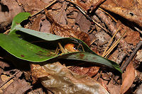 Carolina Leafroller Cricket (Camptonotus carolinensis) On Smilax sp. on a wooded trail.<br />
I saw a rolled Greenbriar leaf on our hike and decided to investigate. I was startled and surprised to find a cricket within! Yes, I was so startled that I dropped the cricket! Luckily, I was able to grab a few shots! <br />
<br />
The Carolina Leafroller Cricket is the only species within the Camptonotus genus. During the day, it builds retreats in leaves by rolling them and securing them with silk spun from special glands in its mouth. It becomes active at night, and it typically preys on aphids.<br />
<br />
https://www.jungledragon.com/image/85371/carolina_leafroller_cricket_camptonotus_carolinensis.html<br />
https://www.jungledragon.com/image/85370/carolina_leafroller_cricket_camptonotus_carolinensis.html Camptonotus carolinensis,Fall,Geotagged,United States