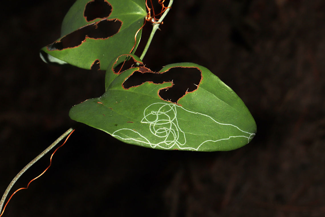 Marmara smilacisella Mines on Smilax sp. Leaf mines on Greenbriar on a wooded trail.<br />
<figure class="photo"><a href="https://www.jungledragon.com/image/85374/marmara_smilacisella_mines_on_smilax_sp.html" title="Marmara smilacisella Mines on Smilax sp."><img src="https://s3.amazonaws.com/media.jungledragon.com/images/3231/85374_thumb.jpg?AWSAccessKeyId=05GMT0V3GWVNE7GGM1R2&Expires=1770854410&Signature=2aEE8GeQX%2Bjd03SUBghrVgjBqMI%3D" width="200" height="130" alt="Marmara smilacisella Mines on Smilax sp. Leaf mines on Greenbriar on a wooded trail. <br />
https://www.jungledragon.com/image/85373/marmara_smilacisella_mines_of_smilax_sp.html Fall,Geotagged,Marmara smilacisella,United States" /></a></figure> Fall,Geotagged,Marmara smilacisella,United States
