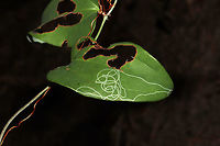 Marmara smilacisella Mines on Smilax sp. Leaf mines on Greenbriar on a wooded trail.<br />
https://www.jungledragon.com/image/85374/marmara_smilacisella_mines_of_smilax_sp.html Fall,Geotagged,Marmara smilacisella,United States