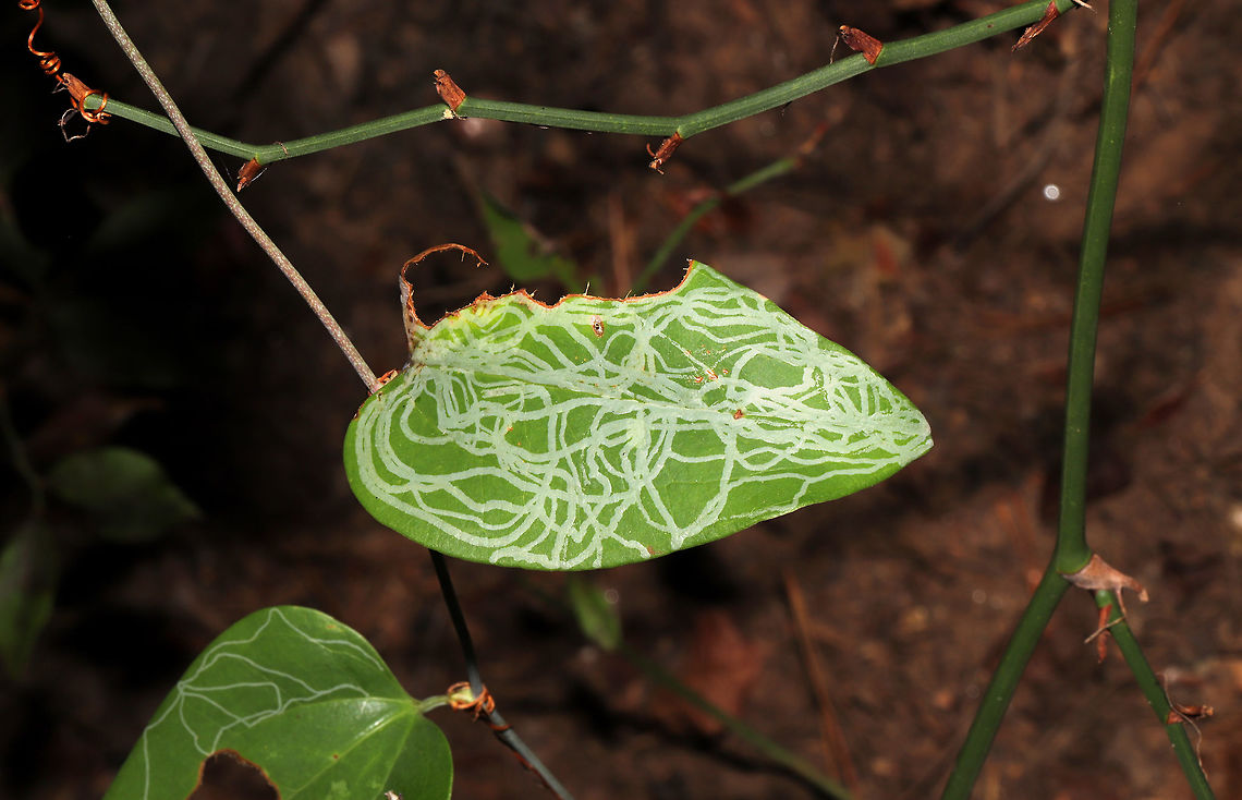 Marmara smilacisella Mines on Smilax sp. Leaf mines on Greenbriar on a wooded trail. <br />
<figure class="photo"><a href="https://www.jungledragon.com/image/85373/marmara_smilacisella_mines_on_smilax_sp.html" title="Marmara smilacisella Mines on Smilax sp."><img src="https://s3.amazonaws.com/media.jungledragon.com/images/3231/85373_thumb.jpg?AWSAccessKeyId=05GMT0V3GWVNE7GGM1R2&Expires=1770854410&Signature=jNznEPBNp3cW7yY3oTg0ws9bffA%3D" width="200" height="134" alt="Marmara smilacisella Mines on Smilax sp. Leaf mines on Greenbriar on a wooded trail.<br />
https://www.jungledragon.com/image/85374/marmara_smilacisella_mines_of_smilax_sp.html Fall,Geotagged,Marmara smilacisella,United States" /></a></figure> Fall,Geotagged,Marmara smilacisella,United States