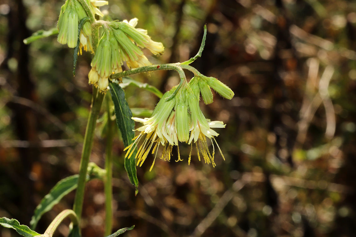 Three-leaved Rattlesnakeroot (Nabalus trifoliolatus) Growing at the edge of a dense mixed forest. A large population on a rocky ridgeside covered in wildflowers/lichens.<br />
<figure class="photo"><a href="https://www.jungledragon.com/image/85376/three-leaved_rattlesnakeroot_nabalus_trifoliolatus.html" title="Three-leaved Rattlesnakeroot (Nabalus trifoliolatus)"><img src="https://s3.amazonaws.com/media.jungledragon.com/images/3231/85376_thumb.jpg?AWSAccessKeyId=05GMT0V3GWVNE7GGM1R2&Expires=1769040010&Signature=nV82%2FsDMrw8mO9QUsW3jDz%2Fs7Z8%3D" width="200" height="134" alt="Three-leaved Rattlesnakeroot (Nabalus trifoliolatus) Growing at the edge of a dense mixed forest. A large population on a rocky ridgeside covered in wildflowers/lichens. <br />
https://www.jungledragon.com/image/85375/three-leaved_rattlesnakeroot_nabalus_trifoliolatus.html Fall,Geotagged,Nabalus trifoliolatus,Three-leaved Rattlesnakeroot,United States" /></a></figure> Fall,Geotagged,Nabalus trifoliolatus,Three-leaved Rattlesnakeroot,United States