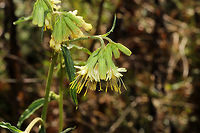 Three-leaved Rattlesnakeroot (Nabalus trifoliolatus) Growing at the edge of a dense mixed forest. A large population on a rocky ridgeside covered in wildflowers/lichens.<br />
https://www.jungledragon.com/image/85376/three-leaved_rattlesnakeroot_nabalus_trifoliolatus.html Fall,Geotagged,Nabalus trifoliolatus,Three-leaved Rattlesnakeroot,United States
