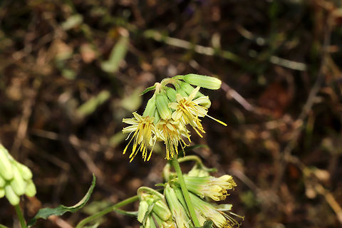 Three-leaved Rattlesnakeroot
