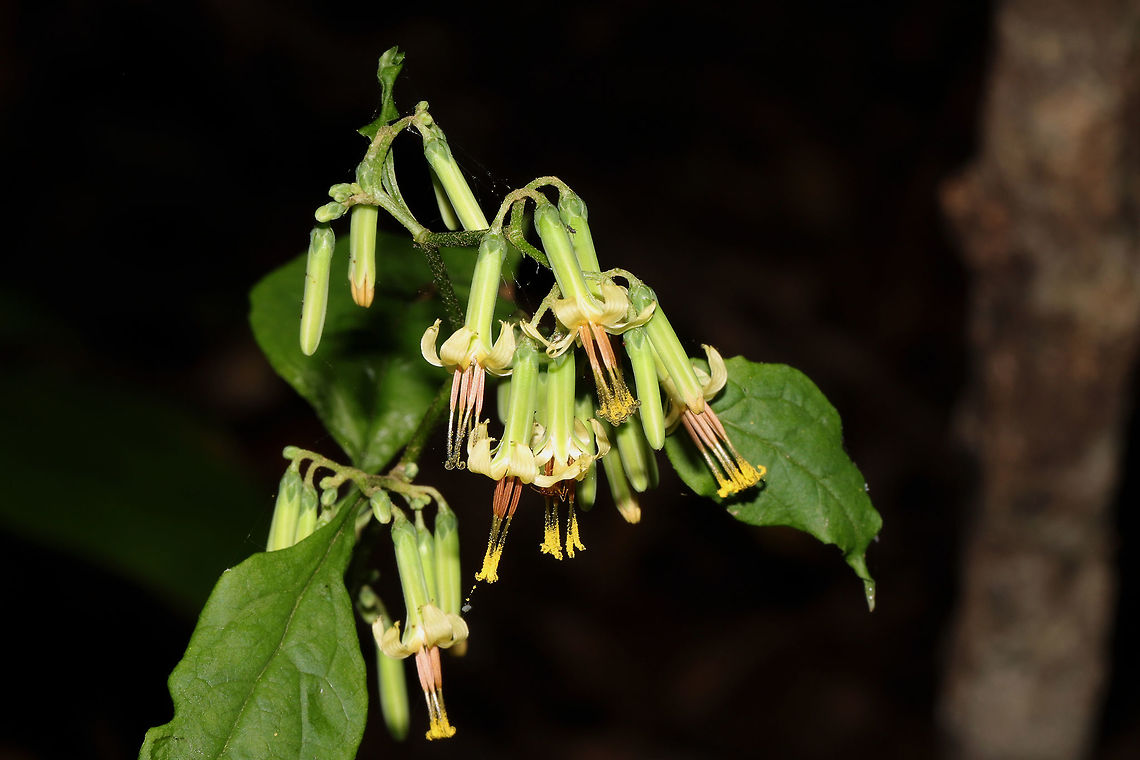 Tall Rattlesnakeroot (Nabalus altissimus) Growing along a woodland/streamside trail.<br />
<figure class="photo"><a href="https://www.jungledragon.com/image/85379/tall_rattlesnakeroot_nabalus_altissimus.html" title="Tall Rattlesnakeroot (Nabalus altissimus)"><img src="https://s3.amazonaws.com/media.jungledragon.com/images/3231/85379_thumb.jpg?AWSAccessKeyId=05GMT0V3GWVNE7GGM1R2&Expires=1769040010&Signature=%2FodRGPB4GbQmsG24sp%2FnCoTPKTM%3D" width="102" height="152" alt="Tall Rattlesnakeroot (Nabalus altissimus) Growing along a woodland/streamside trail.<br />
https://www.jungledragon.com/image/85378/tall_rattlesnakeroot_nabalus_altissimus.html Fall,Geotagged,Nabalus altissimus,Tall rattlesnake-root,United States" /></a></figure> Fall,Geotagged,Nabalus altissimus,Tall rattlesnake-root,United States