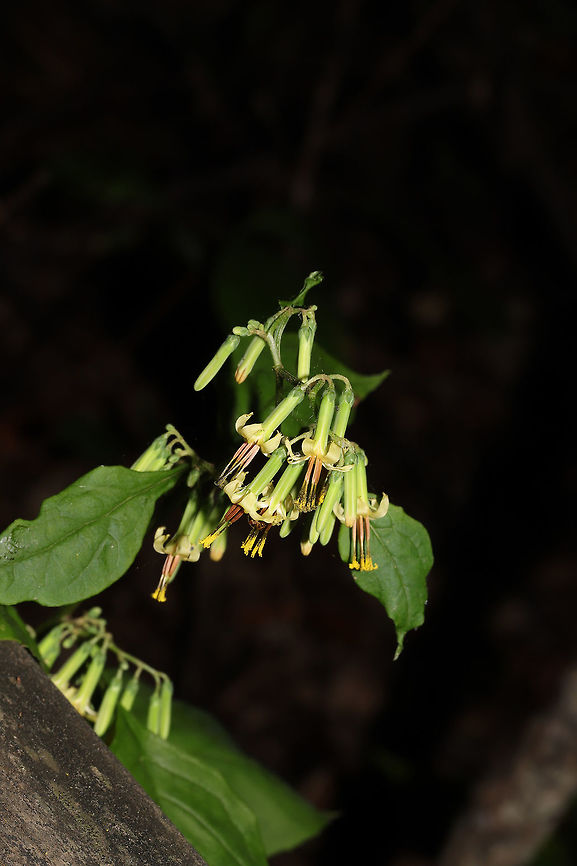 Tall Rattlesnakeroot (Nabalus altissimus) Growing along a woodland/streamside trail.<br />
<figure class="photo"><a href="https://www.jungledragon.com/image/85378/tall_rattlesnakeroot_nabalus_altissimus.html" title="Tall Rattlesnakeroot (Nabalus altissimus)"><img src="https://s3.amazonaws.com/media.jungledragon.com/images/3231/85378_thumb.jpg?AWSAccessKeyId=05GMT0V3GWVNE7GGM1R2&Expires=1763596810&Signature=%2BWuSd2xY9eWcIwTU8dDtqh9sRE0%3D" width="200" height="134" alt="Tall Rattlesnakeroot (Nabalus altissimus) Growing along a woodland/streamside trail.<br />
https://www.jungledragon.com/image/85379/tall_rattlesnakeroot_nabalus_altissimus.html Fall,Geotagged,Nabalus altissimus,Tall rattlesnake-root,United States" /></a></figure> Fall,Geotagged,Nabalus altissimus,Tall rattlesnake-root,United States