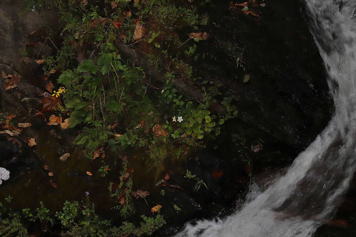 Grass-of-Parnassus (Parnassia asarifolia) Absolutely atrocious shot because I only had a macro lens with me. <br />
I have never seen this plant (the one with white flowers) in person, so I was so frustrated that it was way out of reach, below Amicalola Falls.  Fall,Geotagged,Grass-of-Parnassus,Parnassia asarifolia,United States