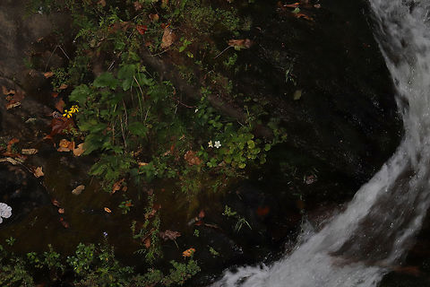 Grass-of-Parnassus (Parnassia asarifolia) Absolutely atrocious shot because I only had a macro lens with me. 
I have never seen this plant (the one with white flowers) in person, so I was so frustrated that it was way out of reach, below Amicalola Falls.  Fall,Geotagged,Grass-of-Parnassus,Parnassia asarifolia,United States