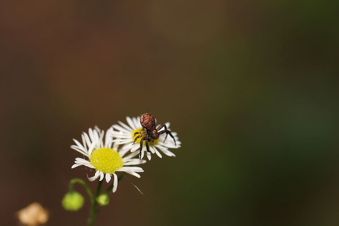 Brotherly Ground Spider (Xysticus fraternus) Resting on wildflowers at the edge of a dense mixed forest. <br />
<figure class="photo"><a href="https://www.jungledragon.com/image/85402/brotherly_ground_spider_xysticus_fraternus.html" title="Brotherly Ground Spider (Xysticus fraternus)"><img src="https://s3.amazonaws.com/media.jungledragon.com/images/3231/85402_thumb.jpg?AWSAccessKeyId=05GMT0V3GWVNE7GGM1R2&Expires=1769040010&Signature=7%2BRekT4LzCFRbgv1k%2B43i6S%2FzSk%3D" width="102" height="152" alt="Brotherly Ground Spider (Xysticus fraternus) Resting on wildflowers at the edge of a dense mixed forest. <br />
https://www.jungledragon.com/image/85401/brotherly_ground_spider_xysticus_fraternus.html Geotagged,Spring,United States,Xysticus fraternus" /></a></figure> Geotagged,Spring,United States,Xysticus fraternus