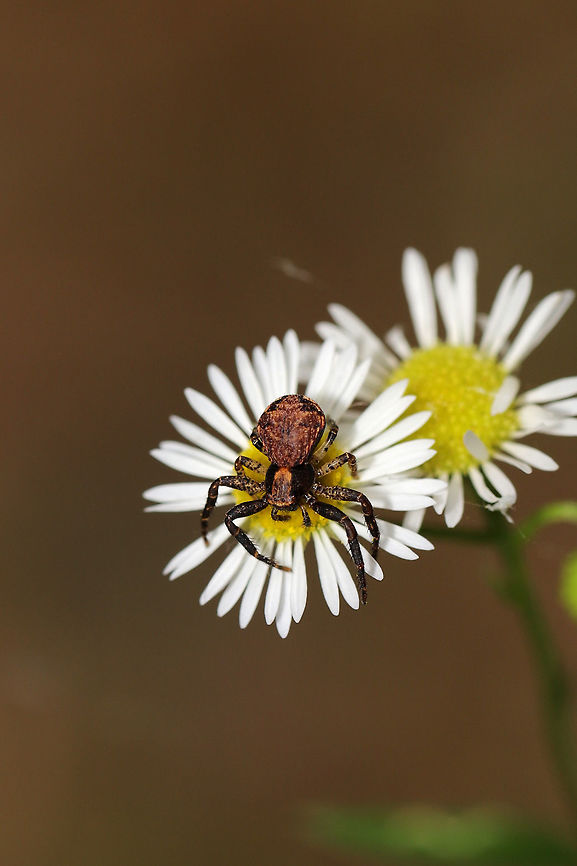 Brotherly Ground Spider (Xysticus fraternus) Resting on wildflowers at the edge of a dense mixed forest. <br />
<figure class="photo"><a href="https://www.jungledragon.com/image/85401/brotherly_ground_spider_xysticus_fraternus.html" title="Brotherly Ground Spider (Xysticus fraternus)"><img src="https://s3.amazonaws.com/media.jungledragon.com/images/3231/85401_thumb.jpg?AWSAccessKeyId=05GMT0V3GWVNE7GGM1R2&Expires=1769040010&Signature=xSUE43iF828iybktJhnlrqYW0oQ%3D" width="200" height="134" alt="Brotherly Ground Spider (Xysticus fraternus) Resting on wildflowers at the edge of a dense mixed forest. <br />
https://www.jungledragon.com/image/85402/brotherly_ground_spider_xysticus_fraternus.html Geotagged,Spring,United States,Xysticus fraternus" /></a></figure> Geotagged,Spring,United States,Xysticus fraternus