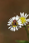 Brotherly Ground Spider (Xysticus fraternus) Resting on wildflowers at the edge of a dense mixed forest. <br />
https://www.jungledragon.com/image/85401/brotherly_ground_spider_xysticus_fraternus.html Geotagged,Spring,United States,Xysticus fraternus