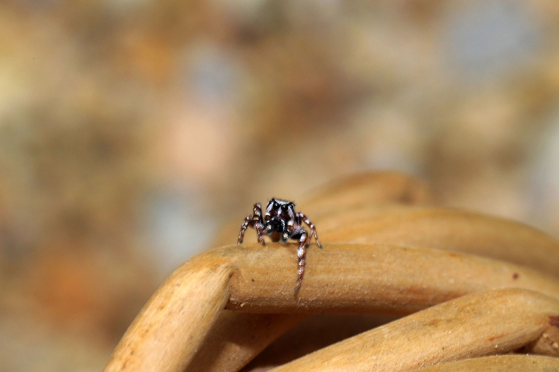 White-Cheeked Jumping Spider (Pelegrina proterva) Frustrated that I didn&#039;t pull this shot off better, but still a cutie!<br />
This guy was hanging out on Mountain mint (Pycnanthemum sp.) that I was harvesting. It didn&#039;t seem happy that I foraged its hangout spot.<br />
<figure class="photo"><a href="https://www.jungledragon.com/image/85405/white-cheeked_jumping_spider_pelegrina_proterva.html" title="White-Cheeked Jumping Spider (Pelegrina proterva)"><img src="https://s3.amazonaws.com/media.jungledragon.com/images/3231/85405_thumb.jpg?AWSAccessKeyId=05GMT0V3GWVNE7GGM1R2&Expires=1767225610&Signature=ymKeYs3zt1ICKrJU6pBCCCrgFlk%3D" width="102" height="152" alt="White-Cheeked Jumping Spider (Pelegrina proterva) Frustrated that I didn&#039;t pull this shot off better, but still a cutie!<br />
This guy was hanging out on Mountain mint (Pycnanthemum sp.) that I was harvesting. It didn&#039;t seem happy that I foraged its hangout spot. <br />
https://www.jungledragon.com/image/85404/white-cheeked_jumping_spider_pelegrina_sp.html Fall,Geotagged,Pelegrina proterva,United States" /></a></figure> Fall,Geotagged,Pelegrina proterva,United States