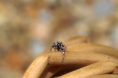 White-Cheeked Jumping Spider (Pelegrina proterva) Frustrated that I didn't pull this shot off better, but still a cutie!
This guy was hanging out on Mountain mint (Pycnanthemum sp.) that I was harvesting. It didn't seem happy that I foraged its hangout spot.
https://www.jungledragon.com/image/85405/white-cheeked_jumping_spider_pelegrina_sp.html Fall,Geotagged,Pelegrina proterva,United States