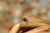 White-Cheeked Jumping Spider (Pelegrina proterva) Frustrated that I didn't pull this shot off better, but still a cutie!<br />
This guy was hanging out on Mountain mint (Pycnanthemum sp.) that I was harvesting. It didn't seem happy that I foraged its hangout spot.<br />
https://www.jungledragon.com/image/85405/white-cheeked_jumping_spider_pelegrina_sp.html Fall,Geotagged,Pelegrina proterva,United States