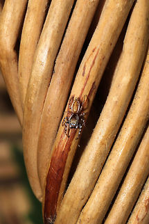 White-Cheeked Jumping Spider (Pelegrina proterva) Frustrated that I didn't pull this shot off better, but still a cutie!
This guy was hanging out on Mountain mint (Pycnanthemum sp.) that I was harvesting. It didn't seem happy that I foraged its hangout spot. 
https://www.jungledragon.com/image/85404/white-cheeked_jumping_spider_pelegrina_sp.html Fall,Geotagged,Pelegrina proterva,United States