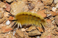 Banded Tussock Moth Larva (Halysidota tessellaris) At the disturbed edge of a dense mixed forest.  Banded tussock moth,Fall,Geotagged,Halysidota tessellaris,United States