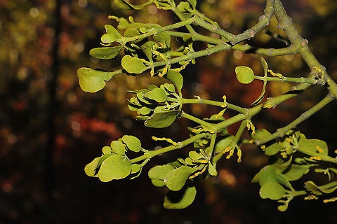 Oak Mistletoe (Phoradendron leucarpum) Growing on an oak tree at the edge of a dense mixed forest.

There are many ancient traditions associated with mistletoe--including fertility and marriage ceremonies. Kissing boughs were made a popular tradition in the UK in the middle ages. Many Southern North Americans collect mistletoe every holiday season by shooting it from the treetops with shotguns! 

https://www.jungledragon.com/image/86745/oak_mistletoe_phoradendron_leucarpum.html Fall,Geotagged,Phoradendron leucarpum,United States