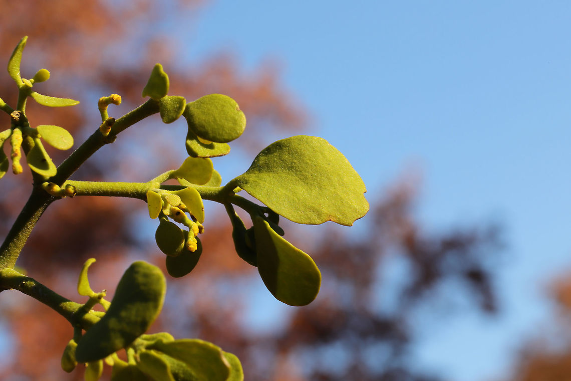 Oak Mistletoe (Phoradendron leucarpum) Growing on an oak tree at the edge of a dense mixed forest. <br />
<br />
There are many ancient traditions associated with mistletoe--including fertility and marriage ceremonies. Kissing boughs were made a popular tradition in the UK in the middle ages. Many Southern North Americans collect mistletoe every holiday season by shooting it from the treetops with shotguns!<br />
<figure class="photo"><a href="https://www.jungledragon.com/image/86744/oak_mistletoe_phoradendron_leucarpum.html" title="Oak Mistletoe (Phoradendron leucarpum)"><img src="https://s3.amazonaws.com/media.jungledragon.com/images/3231/86744_thumb.jpg?AWSAccessKeyId=05GMT0V3GWVNE7GGM1R2&Expires=1767225610&Signature=c%2BpQCaDOCshXrc28ZeHxR1tCoMU%3D" width="200" height="134" alt="Oak Mistletoe (Phoradendron leucarpum) Growing on an oak tree at the edge of a dense mixed forest.<br />
<br />
There are many ancient traditions associated with mistletoe--including fertility and marriage ceremonies. Kissing boughs were made a popular tradition in the UK in the middle ages. Many Southern North Americans collect mistletoe every holiday season by shooting it from the treetops with shotguns! <br />
<br />
https://www.jungledragon.com/image/86745/oak_mistletoe_phoradendron_leucarpum.html Fall,Geotagged,Phoradendron leucarpum,United States" /></a></figure> Fall,Geotagged,Phoradendron leucarpum,United States