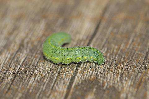 Cabbage White Larva (Pieris rapae) I found this cutie on my vegetables from the local CSA farmshare. I thought I had thrown it outside, but I later found it attempting to pupate on the side of my refrigerator! :O Fall,Geotagged,Pieris rapae,Small White,United States