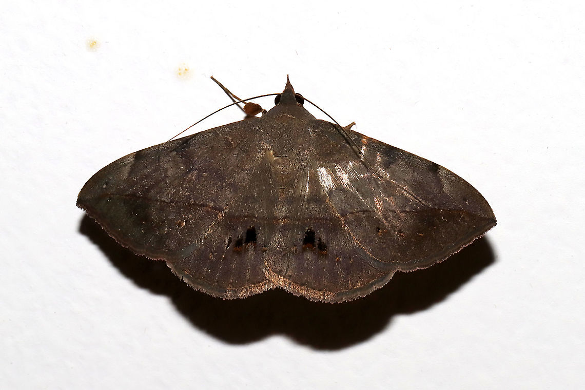 Velvetbean Caterpillar Moth (Anticarsia gemmatalis) At porch lights at the edge of a dense mixed forest  Anticarsia gemmatalis,Fall,Geotagged,United States