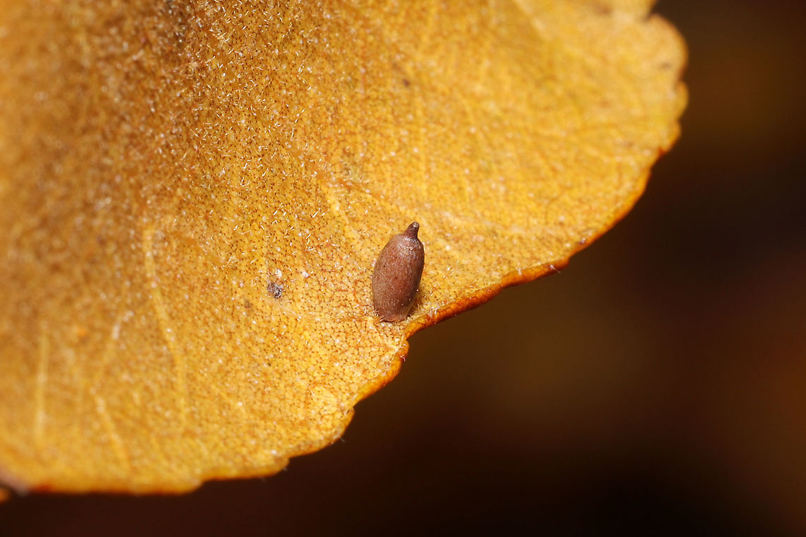 Hickory Urn Gall Midge (Caryomyia urnula) Tentative ID.<br />
On a hickory (Carya sp.) leaf at the edge of a dense mixed forest. Caryomyia urnula,Fall,Geotagged,United States