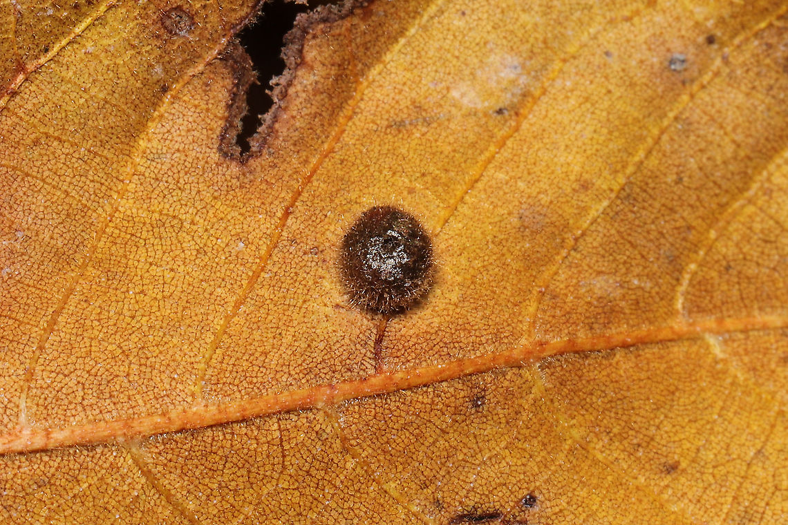 Caryomyia sp. Hickory galls on Hickory leaves (Carya sp.) at the edge of a dense mixed forest. <br />
<figure class="photo"><a href="https://www.jungledragon.com/image/86750/caryomyia_sp.html" title="Caryomyia sp."><img src="https://s3.amazonaws.com/media.jungledragon.com/images/3231/86750_thumb.jpg?AWSAccessKeyId=05GMT0V3GWVNE7GGM1R2&Expires=1759968010&Signature=QMGr3BRYCM950%2FqG25pgSQWklJw%3D" width="200" height="134" alt="Caryomyia sp. Hickory galls on Hickory leaves (Carya sp.) at the edge of a dense mixed forest.<br />
https://www.jungledragon.com/image/86749/caryomyia_sp.html Fall,Geotagged,United States" /></a></figure> Fall,Geotagged,United States