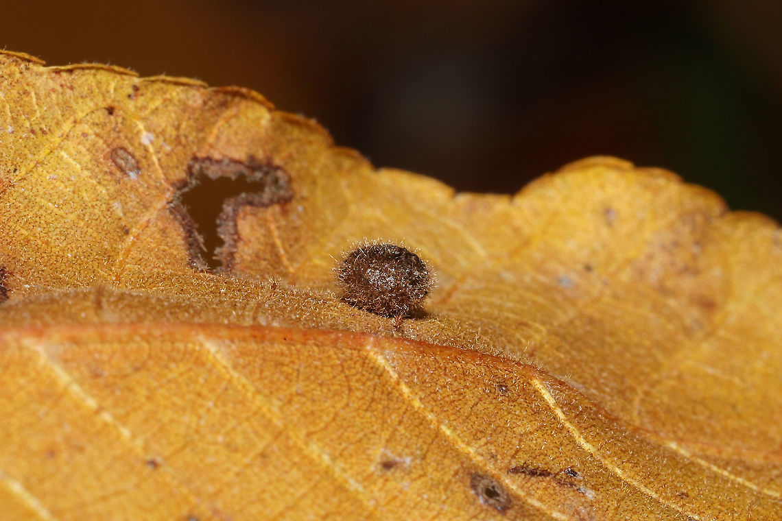 Caryomyia sp. Hickory galls on Hickory leaves (Carya sp.) at the edge of a dense mixed forest.<br />
<figure class="photo"><a href="https://www.jungledragon.com/image/86749/caryomyia_sp.html" title="Caryomyia sp."><img src="https://s3.amazonaws.com/media.jungledragon.com/images/3231/86749_thumb.jpg?AWSAccessKeyId=05GMT0V3GWVNE7GGM1R2&Expires=1759968010&Signature=UnPT33igrtUCUo4oub0QwjTfaSA%3D" width="200" height="134" alt="Caryomyia sp. Hickory galls on Hickory leaves (Carya sp.) at the edge of a dense mixed forest. <br />
https://www.jungledragon.com/image/86750/caryomyia_sp.html Fall,Geotagged,United States" /></a></figure> Fall,Geotagged,United States