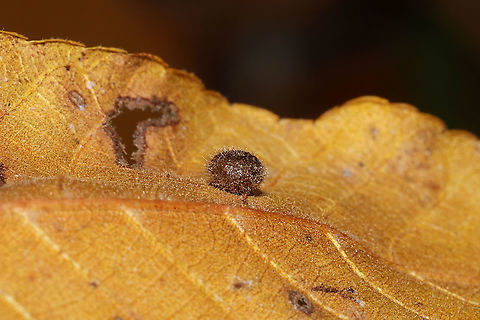 Caryomyia sp. Hickory galls on Hickory leaves (Carya sp.) at the edge of a dense mixed forest.
https://www.jungledragon.com/image/86749/caryomyia_sp.html Fall,Geotagged,United States
