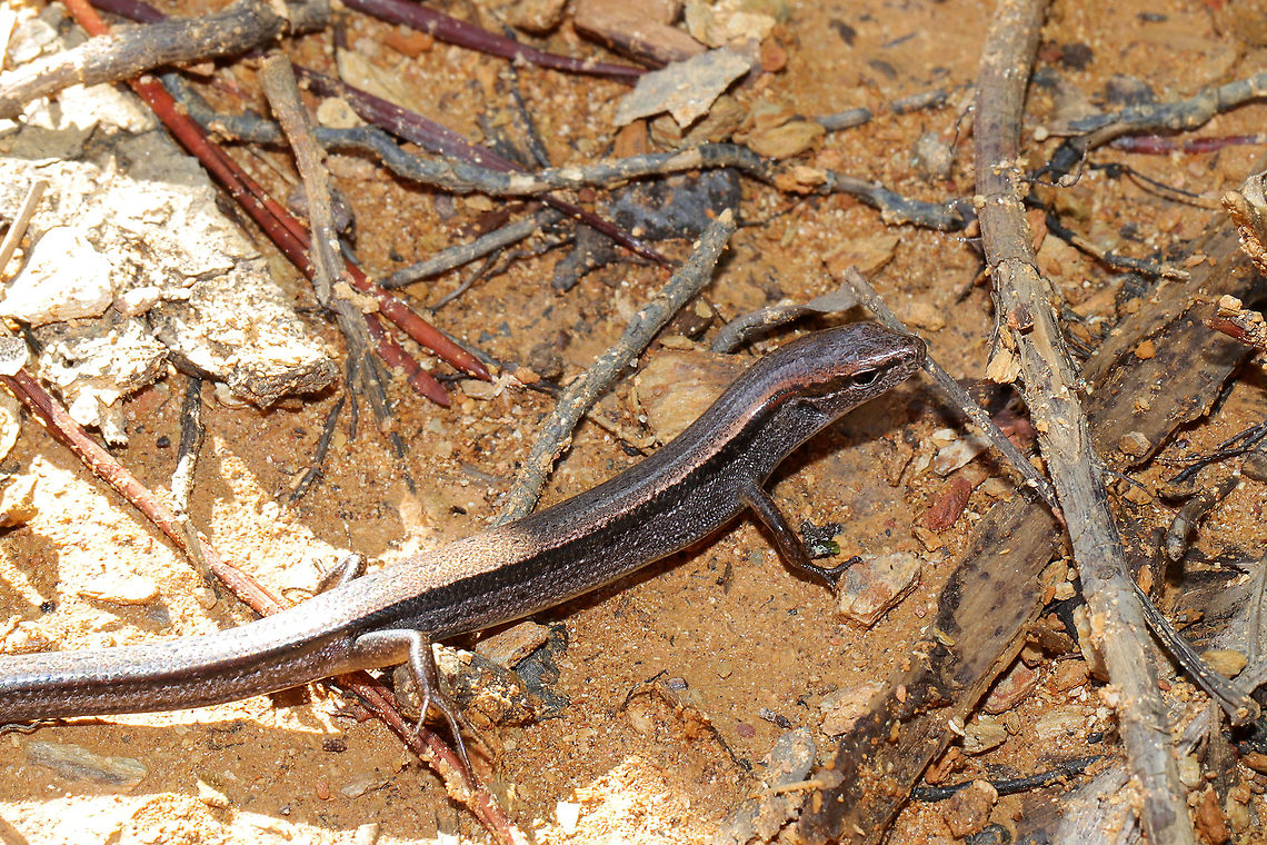 Little Brown Skink (Scincella lateralis) At the edge of a dense mixed forest  Fall,Geotagged,Scincella lateralis,United States