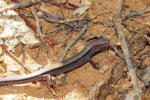 Little Brown Skink