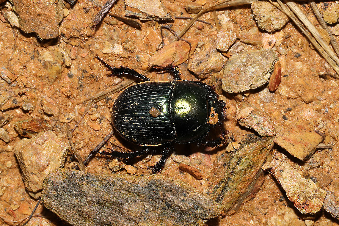 Splendid Earth Boring Beetle (Geotrupes splendidus)? Tentative ID. On dog dung at the disturbed edge of a dense mixed forest. Fall,Geotagged,Geotrupes splendidus,Splendid Earth Boring Beetle,United States