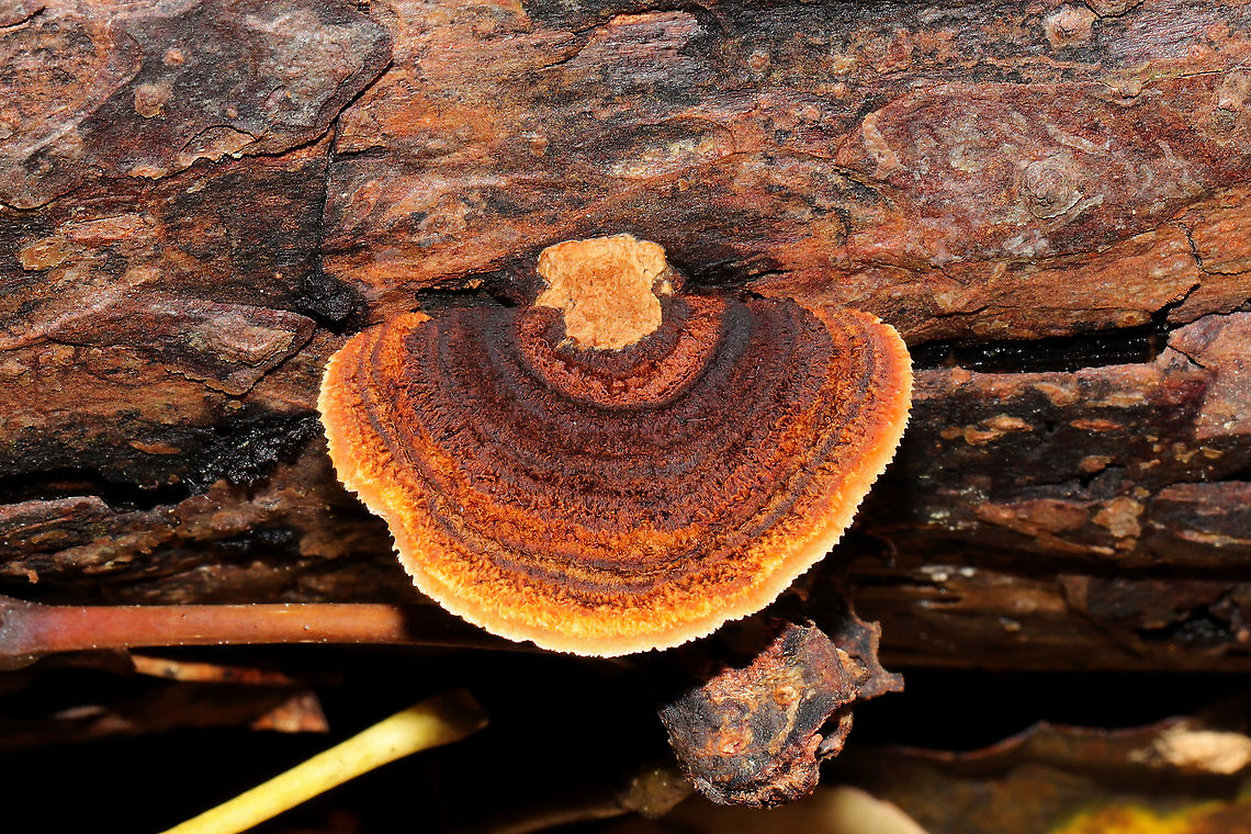 Rusty-Gilled Polypore (Gloeophyllum sepiarium) On a fallen pine in a dense mixed forest. Fall,Fuscoporia gilva,Geotagged,Gloeophyllum sepiarium,Mustard Yellow Polypore,Rusty gilled polypore,United States