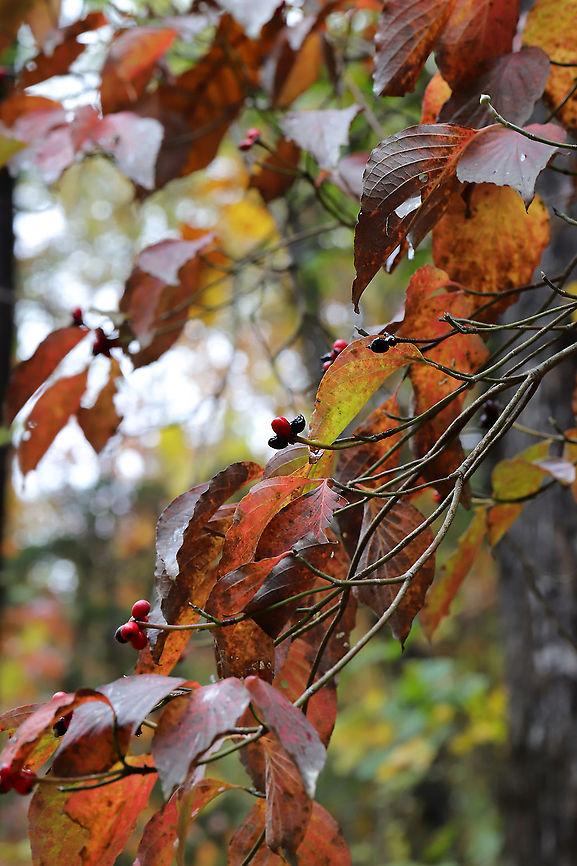 Flowering Dogwood (Cornus florida) - In Autumn At the edge of a dense mixed forest.  Cornus florida,Fall,Flowering dogwood,Geotagged,United States