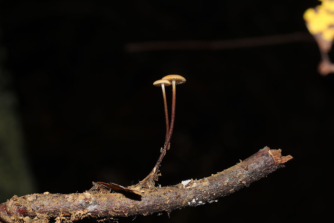 Hairy Long-Stem Marasmius (Rhizomarasmius pyrrhocephalus) Growing on a hardwood (possibly Carya sp.) twig at the edge of a dense mixed forest, in leaf litter.<br />
<figure class="photo"><a href="https://www.jungledragon.com/image/86782/hairy_long-stem_marasmius_rhizomarasmius_pyrrhocephalus.html" title="Hairy Long-Stem Marasmius (Rhizomarasmius pyrrhocephalus)"><img src="https://s3.amazonaws.com/media.jungledragon.com/images/3231/86782_thumb.JPG?AWSAccessKeyId=05GMT0V3GWVNE7GGM1R2&Expires=1767225610&Signature=SmArPBvazwHKH5tZJDHKLj47fgE%3D" width="200" height="134" alt="Hairy Long-Stem Marasmius (Rhizomarasmius pyrrhocephalus) Growing on a hardwood (possibly Carya sp.) twig at the edge of a dense mixed forest, in leaf litter. <br />
https://www.jungledragon.com/image/86781/hairy_long-stem_marasmius_rhizomarasmius_pyrrhocephalus.html Fall,Geotagged,Hairy Long Stem Marasmius,Rhizomarasmius pyrrhocephalus,United States" /></a></figure> Fall,Geotagged,Hairy Long Stem Marasmius,Rhizomarasmius pyrrhocephalus,United States