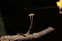 Hairy Long-Stem Marasmius (Rhizomarasmius pyrrhocephalus) Growing on a hardwood (possibly Carya sp.) twig at the edge of a dense mixed forest, in leaf litter.<br />
https://www.jungledragon.com/image/86782/hairy_long-stem_marasmius_rhizomarasmius_pyrrhocephalus.html Fall,Geotagged,Hairy Long Stem Marasmius,Rhizomarasmius pyrrhocephalus,United States