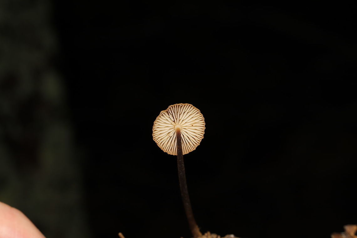Hairy Long-Stem Marasmius (Rhizomarasmius pyrrhocephalus) Growing on a hardwood (possibly Carya sp.) twig at the edge of a dense mixed forest, in leaf litter. <br />
<figure class="photo"><a href="https://www.jungledragon.com/image/86781/hairy_long-stem_marasmius_rhizomarasmius_pyrrhocephalus.html" title="Hairy Long-Stem Marasmius (Rhizomarasmius pyrrhocephalus)"><img src="https://s3.amazonaws.com/media.jungledragon.com/images/3231/86781_thumb.JPG?AWSAccessKeyId=05GMT0V3GWVNE7GGM1R2&Expires=1759968010&Signature=lbybk9jkIzQEMH9zC4rX8Q3%2B%2BbY%3D" width="200" height="134" alt="Hairy Long-Stem Marasmius (Rhizomarasmius pyrrhocephalus) Growing on a hardwood (possibly Carya sp.) twig at the edge of a dense mixed forest, in leaf litter.<br />
https://www.jungledragon.com/image/86782/hairy_long-stem_marasmius_rhizomarasmius_pyrrhocephalus.html Fall,Geotagged,Hairy Long Stem Marasmius,Rhizomarasmius pyrrhocephalus,United States" /></a></figure> Fall,Geotagged,Hairy Long Stem Marasmius,Rhizomarasmius pyrrhocephalus,United States