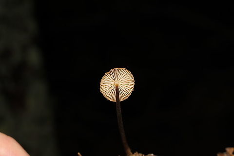 Hairy Long-Stem Marasmius (Rhizomarasmius pyrrhocephalus) Growing on a hardwood (possibly Carya sp.) twig at the edge of a dense mixed forest, in leaf litter. 
https://www.jungledragon.com/image/86781/hairy_long-stem_marasmius_rhizomarasmius_pyrrhocephalus.html Fall,Geotagged,Hairy Long Stem Marasmius,Rhizomarasmius pyrrhocephalus,United States