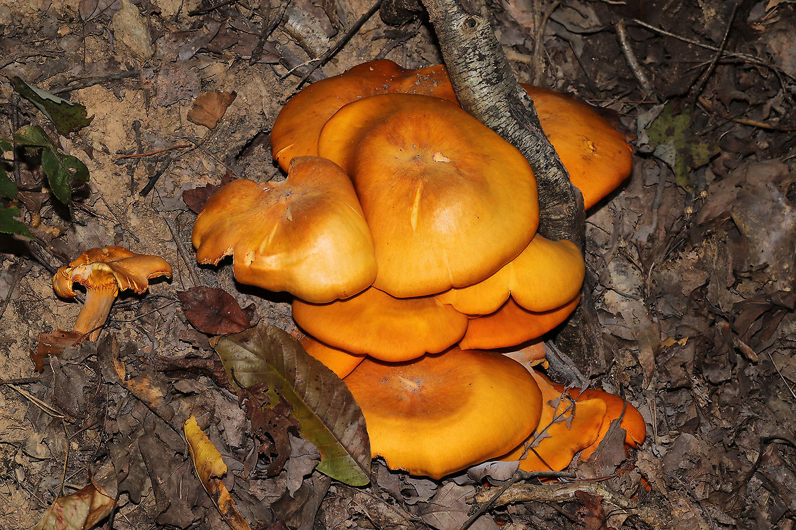 Jack O' Lantern Mushrooms (Omphalotus illudens) Description:<br />
Brilliant orange-capped mushrooms with decurrent, pale orange gills and pale orange/yellow stipes growing in clusters. Caps are slightly depressed towards centers (in some) and convex (in others). Omphalotus illudens has a history of being confused with edible golden chanterelles but can easily be distinguished from chanterelles by its true gills. Making this mistake can lead to ingestion of the poisonous compounds, illudin S and illudin M, which can lead to extreme gastrointestinal distress (with several day duration) and possible hallucinations. Interestingly enough, pharmaceutical companies have taken an interest in the cytotoxic illudins, and MGI Pharma has developed the illudin-derivative, Irofulven, for cancer treatment.<br />
<br />
Habitat:<br />
Top of forest ridge, growing in thick mulch/leaves at the base of a fallen oak tree. In a dense mixed hardwood forest in Northwest Georgia. We saw the neon orange fruiting bodies from our driveway and decided to venture into the woods to get a closer look. Fall,Geotagged,Jack O' Lantern Mushroom,Omphalotus illudens,United States