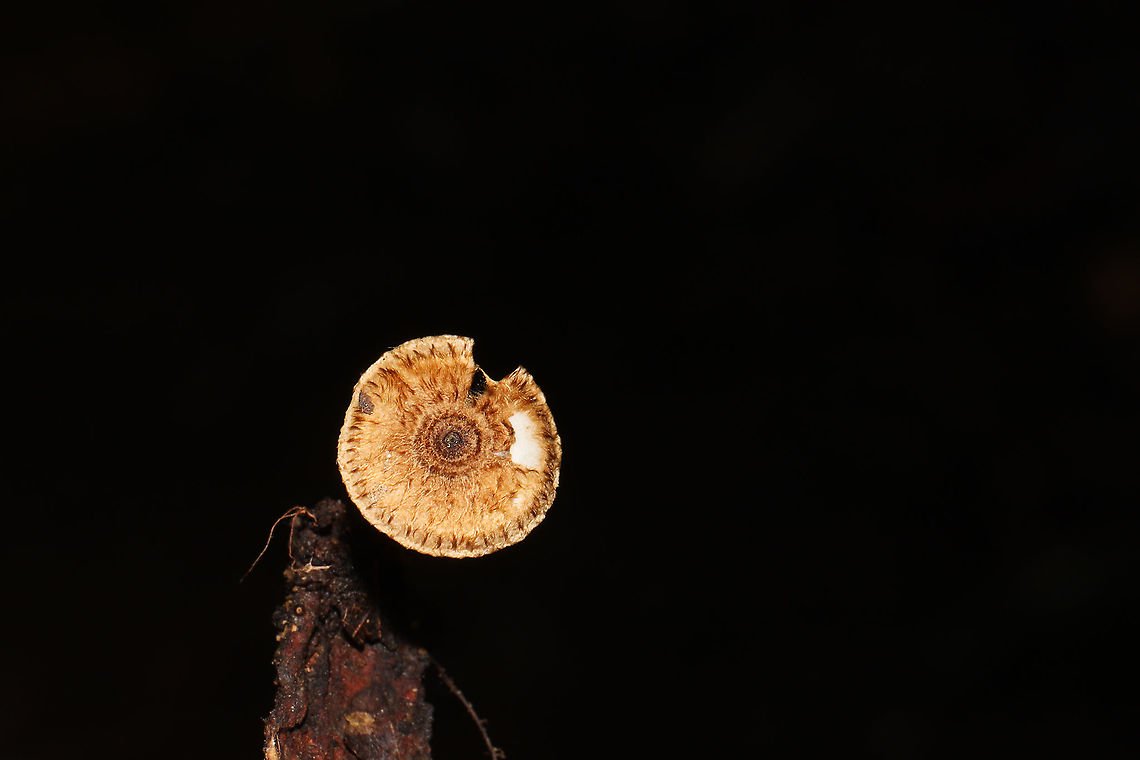 Zoned crinipellis (Crinipellis zonata) Growing on a piece of bark at the edge of a dense mixed forest. Crinipellis zonata,Fall,Geotagged,United States,Zoned Crinipellis