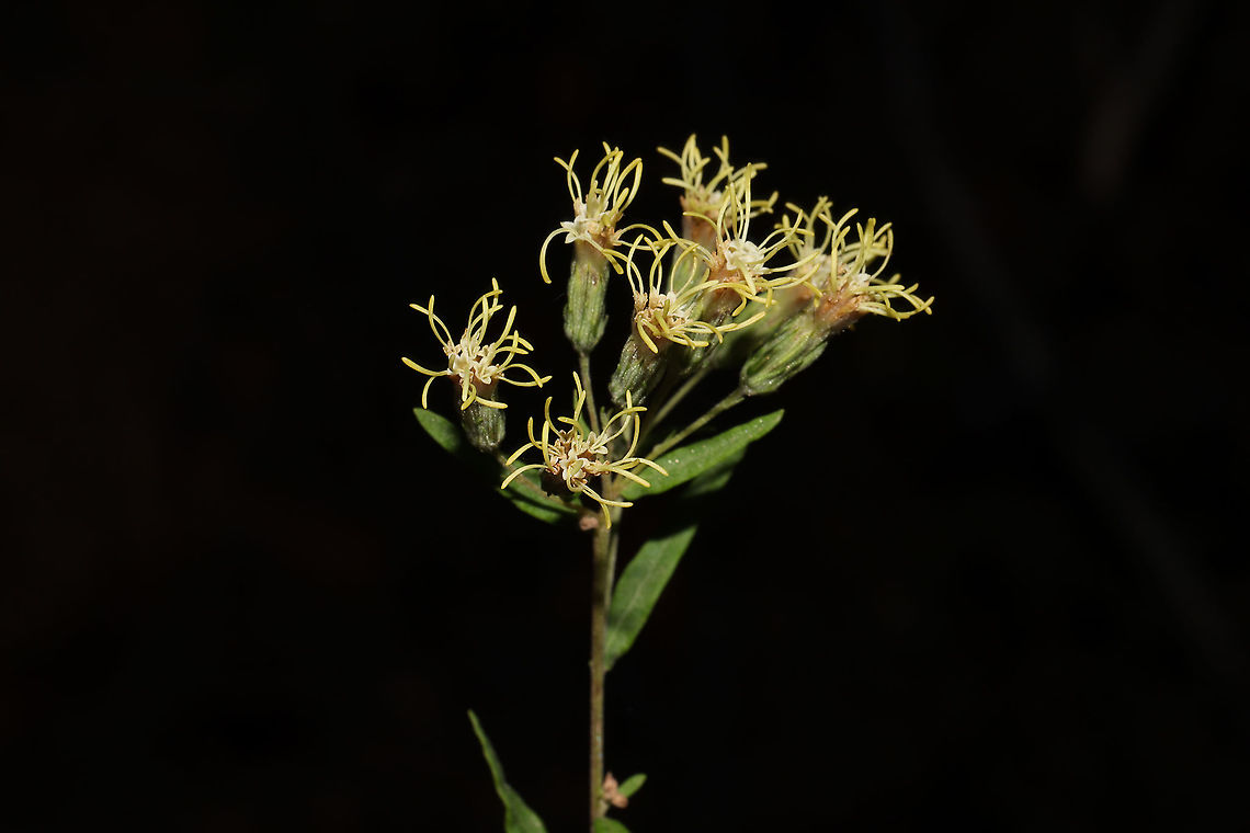 False Boneset (Brickellia eupatorioides) At the edge of a dense mixed forest. <br />
<figure class="photo"><a href="https://www.jungledragon.com/image/86817/false_boneset_brickellia_eupatorioides.html" title="False Boneset (Brickellia eupatorioides)"><img src="https://s3.amazonaws.com/media.jungledragon.com/images/3231/86817_thumb.jpg?AWSAccessKeyId=05GMT0V3GWVNE7GGM1R2&Expires=1759968010&Signature=PT%2FNMMuNfHuLM%2BLAZeUB1q7jTuo%3D" width="200" height="134" alt="False Boneset (Brickellia eupatorioides) At the edge of a dense mixed forest. <br />
https://www.jungledragon.com/image/86816/false_boneset_brickellia_eupatorioides.html Brickellia eupatorioides,Fall,False Boneset,Geotagged,United States" /></a></figure> Brickellia eupatorioides,Fall,False Boneset,Geotagged,United States