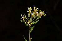 False Boneset (Brickellia eupatorioides) At the edge of a dense mixed forest. <br />
https://www.jungledragon.com/image/86817/false_boneset_brickellia_eupatorioides.html Brickellia eupatorioides,Fall,False Boneset,Geotagged,United States