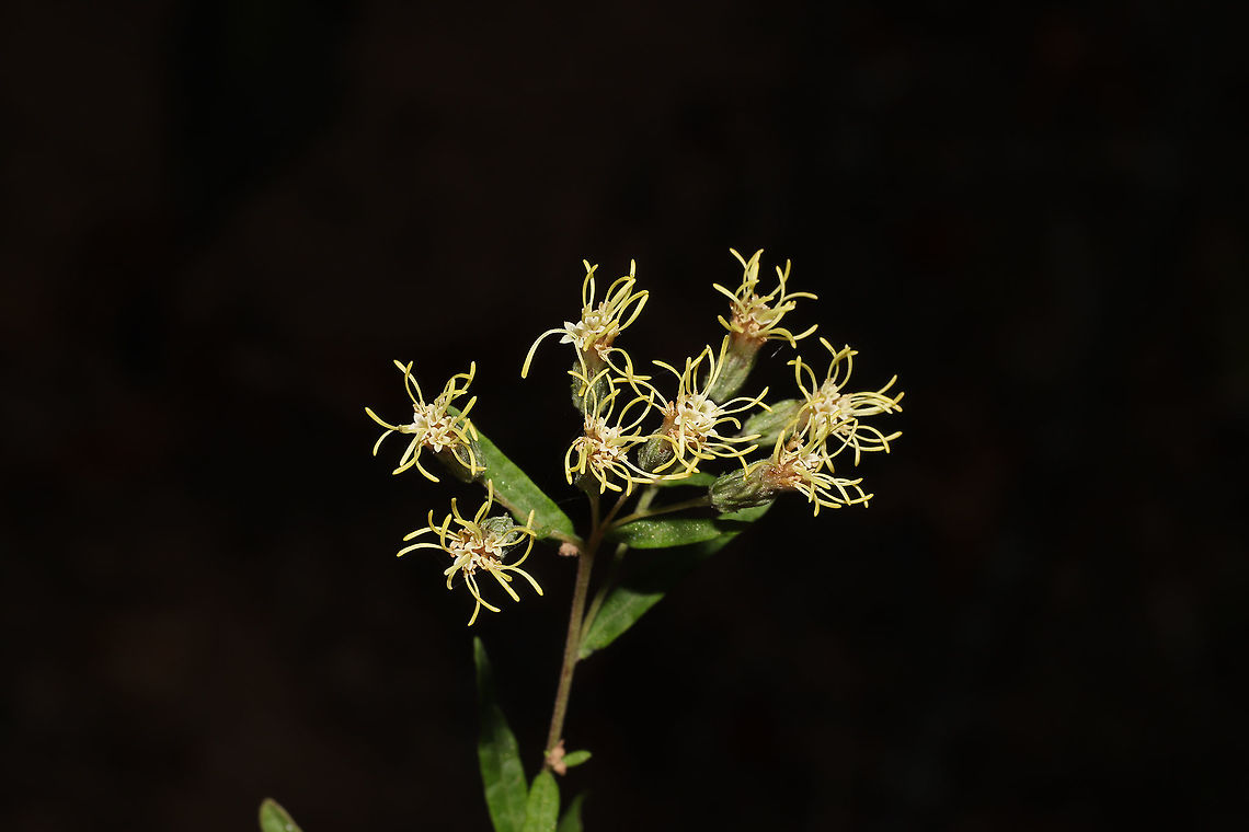 False Boneset (Brickellia eupatorioides) At the edge of a dense mixed forest. <br />
<figure class="photo"><a href="https://www.jungledragon.com/image/86816/false_boneset_brickellia_eupatorioides.html" title="False Boneset (Brickellia eupatorioides)"><img src="https://s3.amazonaws.com/media.jungledragon.com/images/3231/86816_thumb.jpg?AWSAccessKeyId=05GMT0V3GWVNE7GGM1R2&Expires=1759968010&Signature=IPhutiRXyGPqIX6pTpDghHcfToY%3D" width="200" height="134" alt="False Boneset (Brickellia eupatorioides) At the edge of a dense mixed forest. <br />
https://www.jungledragon.com/image/86817/false_boneset_brickellia_eupatorioides.html Brickellia eupatorioides,Fall,False Boneset,Geotagged,United States" /></a></figure> Brickellia eupatorioides,Fall,False Boneset,Geotagged,United States