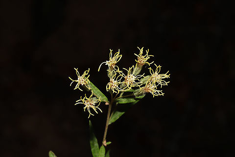 False Boneset (Brickellia eupatorioides) At the edge of a dense mixed forest. 
https://www.jungledragon.com/image/86816/false_boneset_brickellia_eupatorioides.html Brickellia eupatorioides,Fall,False Boneset,Geotagged,United States